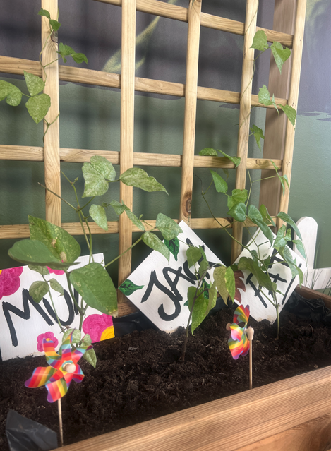 Jack’s Beanstalk Growing Competition